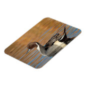 Male Northern Pintail Magnet (Linke Seite)
