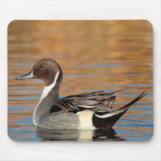 Male Northern Pintail Mousepad (Vorne)