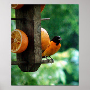 Male Oriole Poster