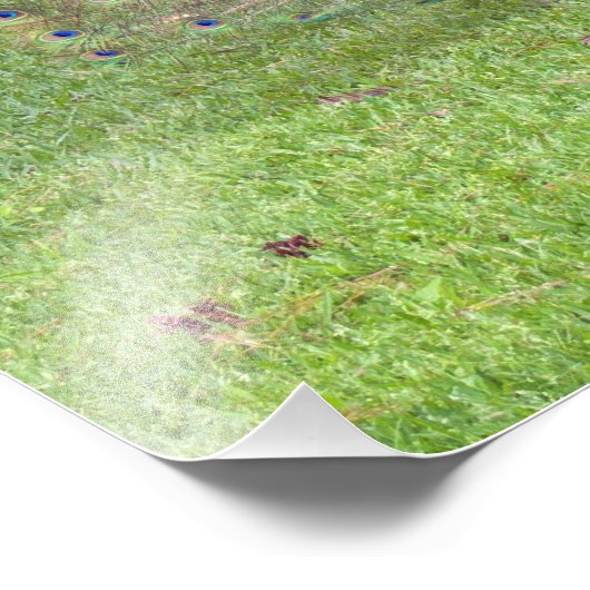 Male Peacock Foto (Ecke)