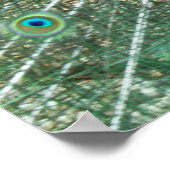 Male Peacock Poster (Ecke)