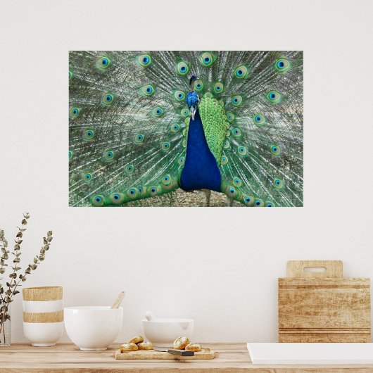 Male Peacock Poster (Küche)