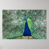 Male Peacock Poster (Vorne)