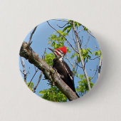 Male Pileated Woodpecker Button (Vorderseite)