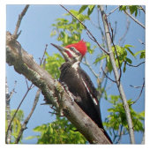 Male Pileated Woodpecker Fliese (Vorderseite)