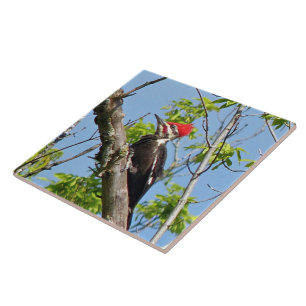 Male Pileated Woodpecker Fliese