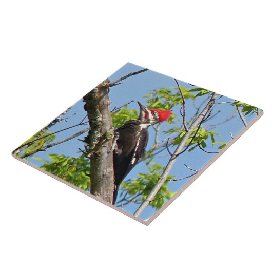 Male Pileated Woodpecker Fliese (Seite)