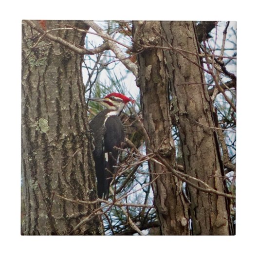 Male Pileated Woodpecker Fliese (Vorderseite)