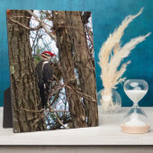 Male Pileated Woodpecker Fotoplatte (Seite)