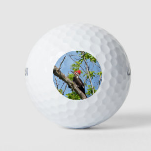 Male Pileated Woodpecker Golfball