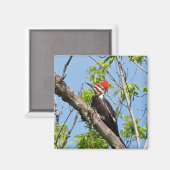 Male Pileated Woodpecker Magnet (Vorderseite/Rückseite)
