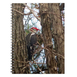 Male Pileated Woodpecker Notizblock