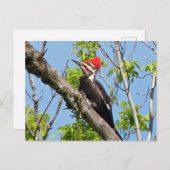 Male Pileated Woodpecker Postkarte (Vorne/Hinten)