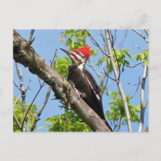 Male Pileated Woodpecker Postkarte (Vorderseite)