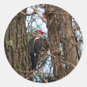 Male Pileated Woodpecker Runder Aufkleber
