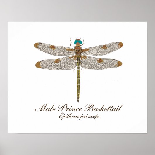 Male Prince Baskettail Dragonfly Art Poster (Vorne)