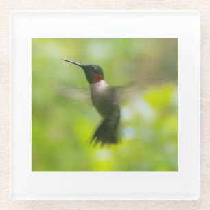 Male Ruby Throat Hummingbird Glasuntersetzer