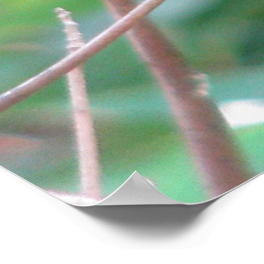 Male Ruby Throated Hummingbird Poster (Ecke)