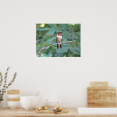 Male Ruby Throated Hummingbird Poster (Küche)