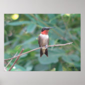 Male Ruby Throated Hummingbird Poster (Vorne)