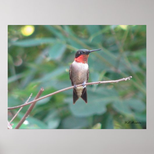 Male Ruby Throated Hummingbird Poster (Vorne)