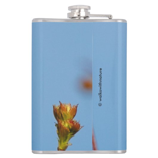 Male Rufous Hummingbird im Scheinwerferlicht Flachmann (Rückseite)