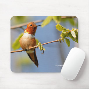 Male Rufous Hummingbird in der Sommersonne Mousepad