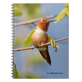 Male Rufous Hummingbird in der Sommersonne Notizblock (Vorderseite)