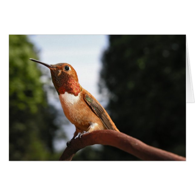 Male Rufous Hummingbird - Karten (Vorderseite (Horizontal))