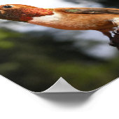 Male Rufous Hummingbird - Kunstdrucke Poster (Ecke)