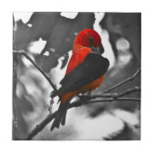 Male Scarlet Tanager Fliese (Vorderseite)
