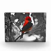 Male Scarlet Tanager Fotoblock (Vorderseite)