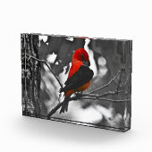 Male Scarlet Tanager Fotoblock (Rechts)