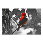 Male Scarlet Tanager Fotodruck (Vorne)