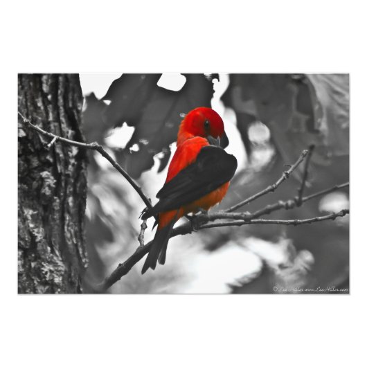 Male Scarlet Tanager Fotodruck (Vorne)