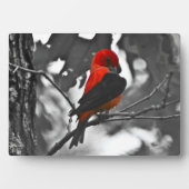 Male Scarlet Tanager Fotoplatte (Vorderseite)