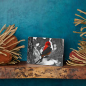 Male Scarlet Tanager Fotoplatte (Seite)