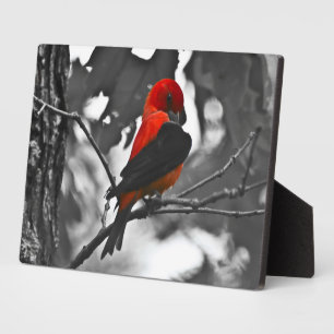 Male Scarlet Tanager Fotoplatte