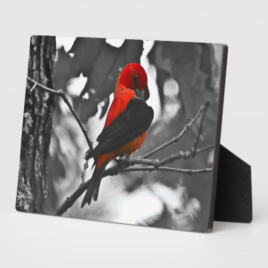 Male Scarlet Tanager Fotoplatte (Seite)