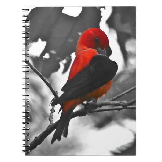 Male Scarlet Tanager Notizblock (Vorderseite)