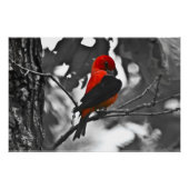 Male Scarlet Tanager Poster (Vorderseite)