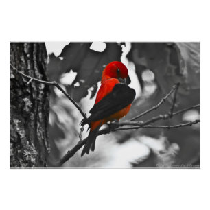 Male Scarlet Tanager Poster