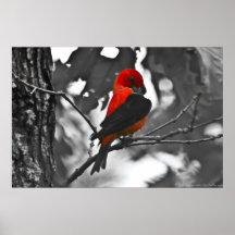 Male Scarlet Tanager
