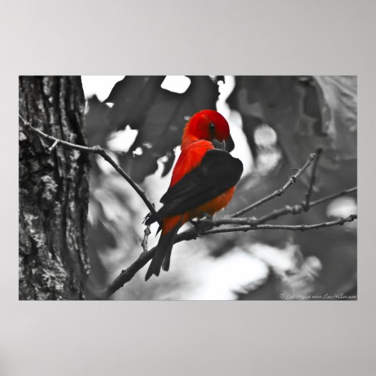 Male Scarlet Tanager Poster (Vorne)