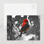 Male Scarlet Tanager Postkarte (Vorne/Hinten)