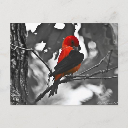 Male Scarlet Tanager Postkarte (Vorderseite)