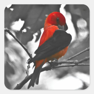 Male Scarlet Tanager Quadratischer Aufkleber