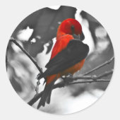 Male Scarlet Tanager Runder Aufkleber (Vorderseite)