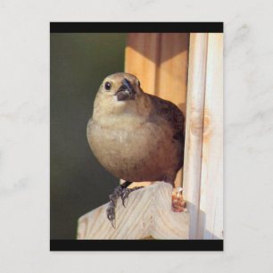 Male Shiny Cowbird Foto Postcard Postkarte