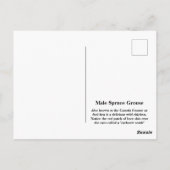 Male Spruce Grouse Postkarte (Rückseite)